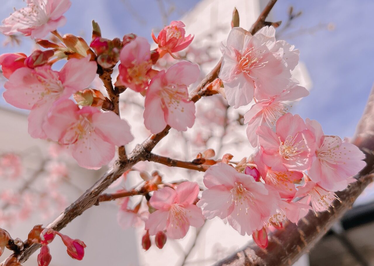 事務員の新入社員歓迎会開催しました！